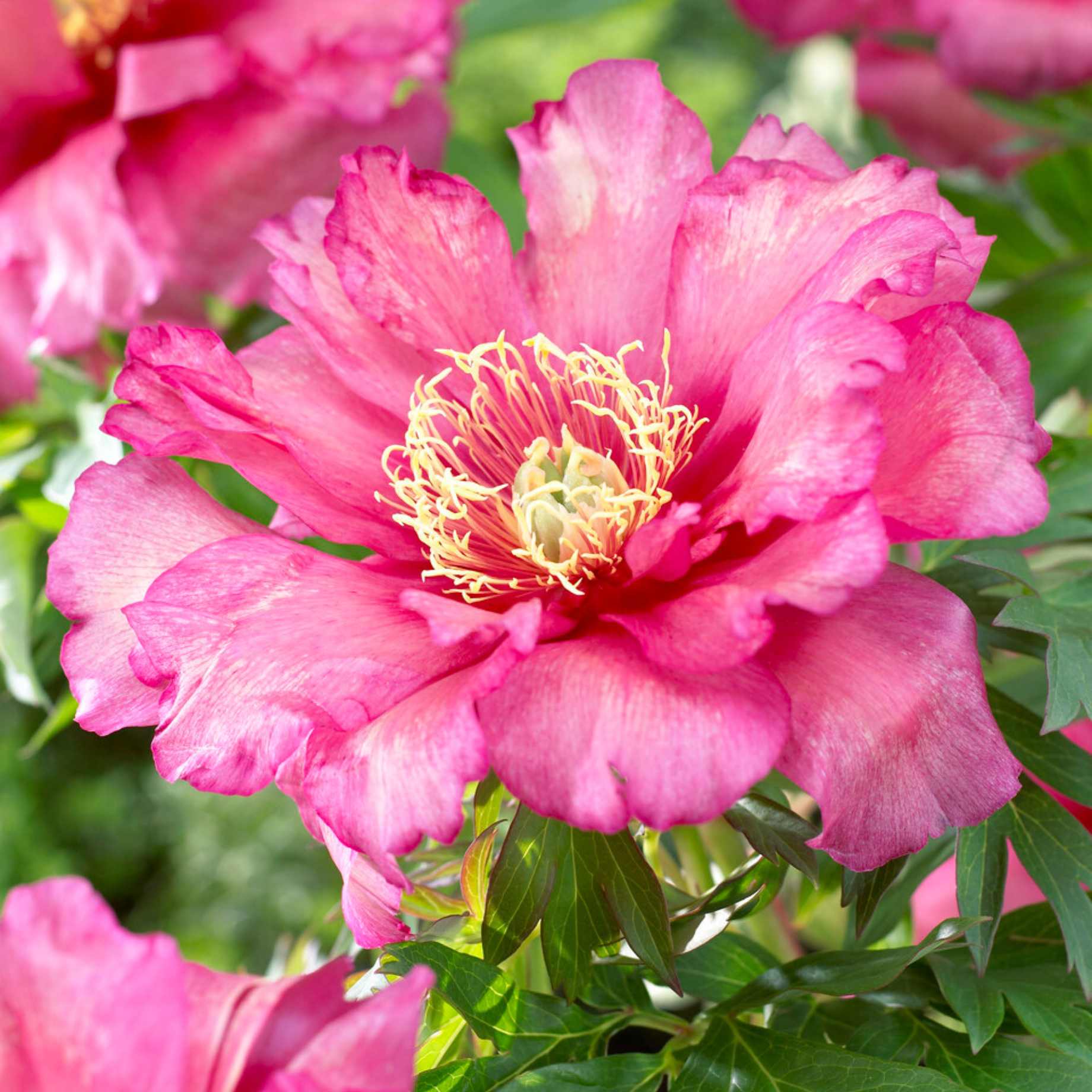 Itoh Peony 'Hillary'