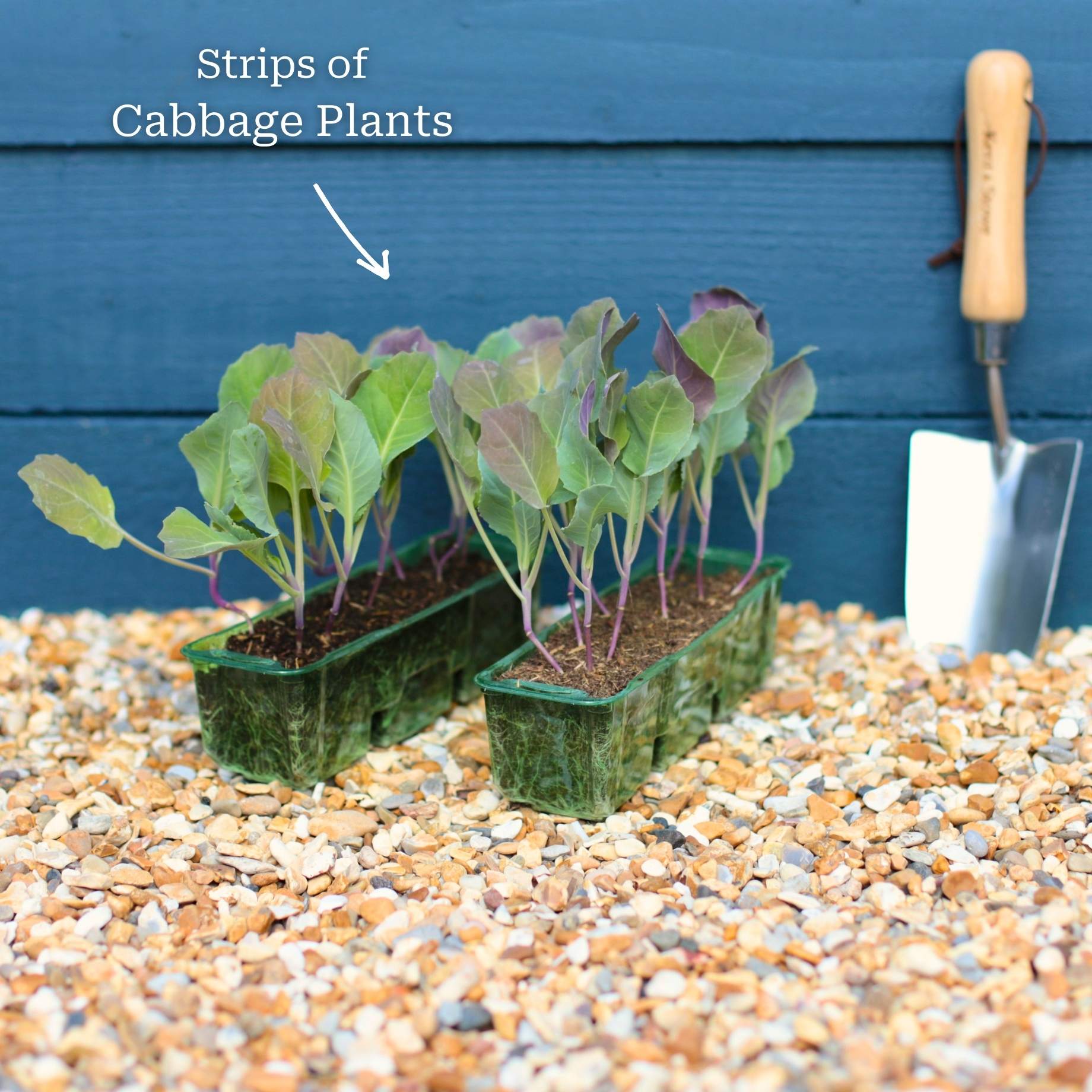 'Roderick F1' Red Cabbage Plants - Image 5