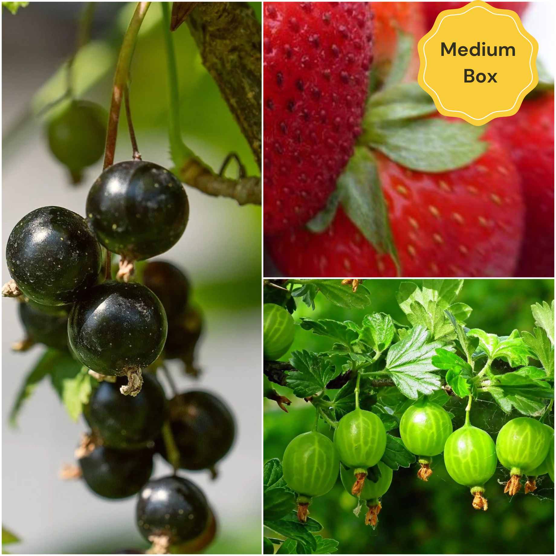 Jam Maker's Fruit Plants Collection | Allotment in a Box - Image 3