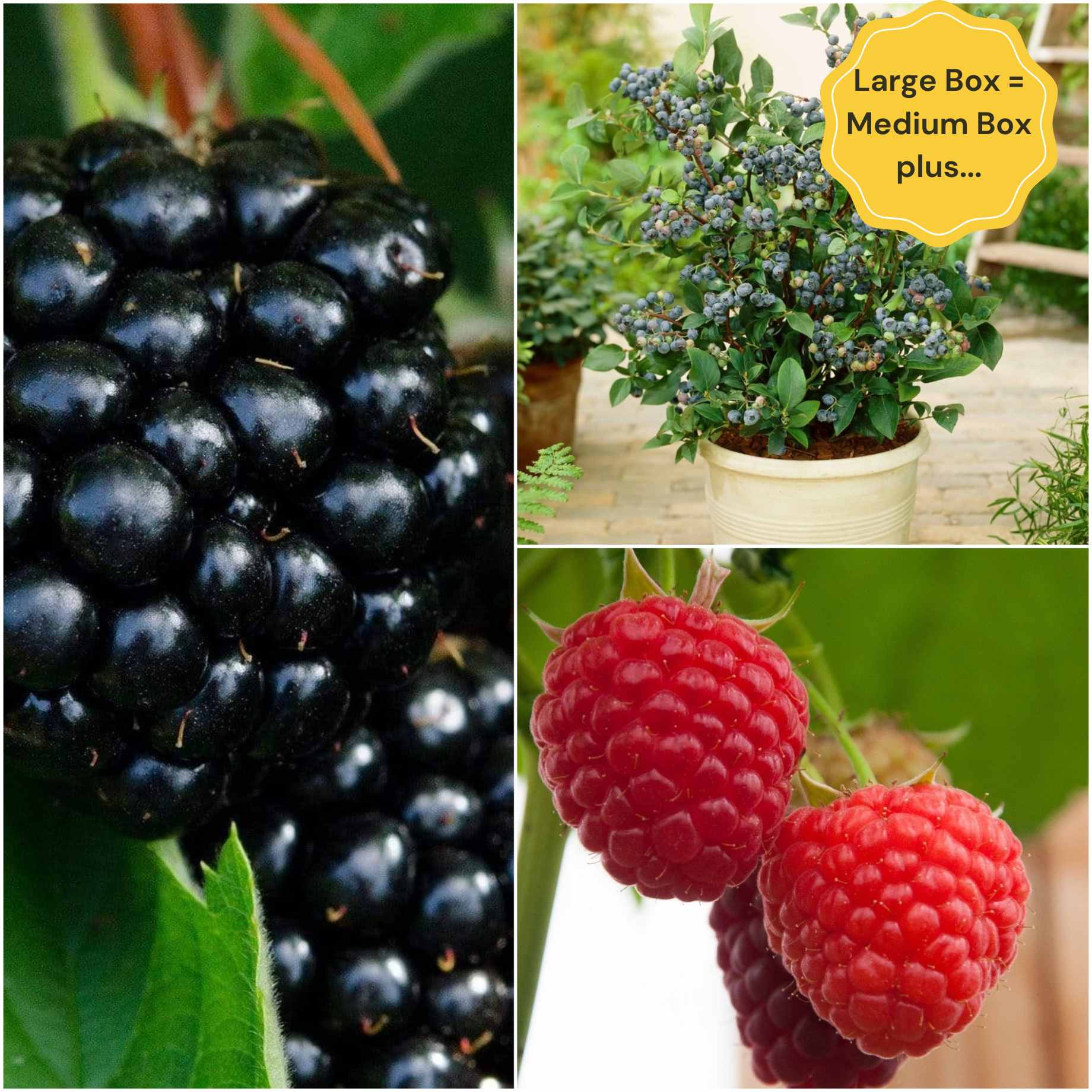 Jam Maker's Fruit Plants Collection | Allotment in a Box - Image 4