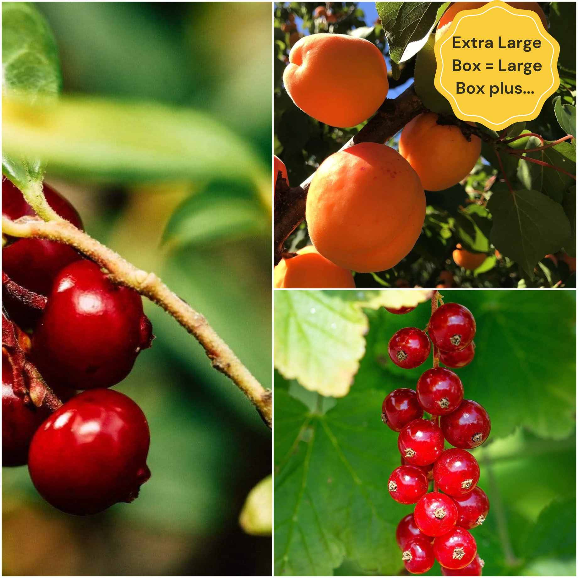 Jam Maker's Fruit Plants Collection | Allotment in a Box - Image 5