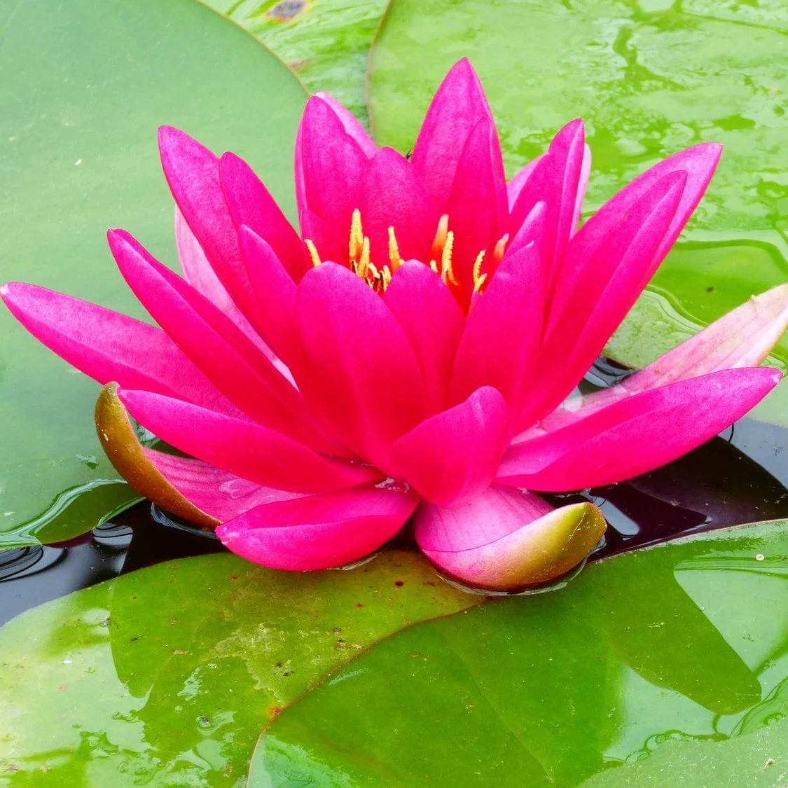 Carmine Red Water Lily | Nymphaea 'James Brydon'