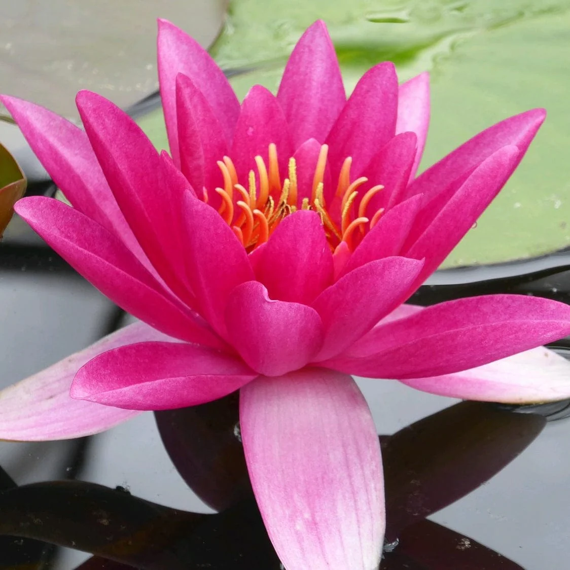 Carmine Red Water Lily | Nymphaea 'James Brydon' - Image 5