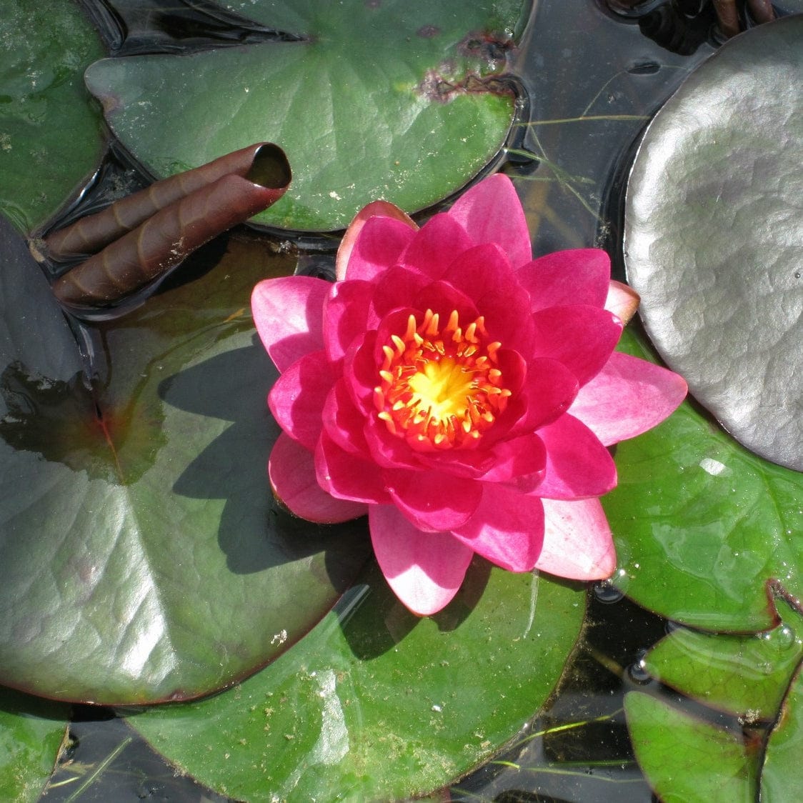 Carmine Red Water Lily | Nymphaea 'James Brydon' - Image 6