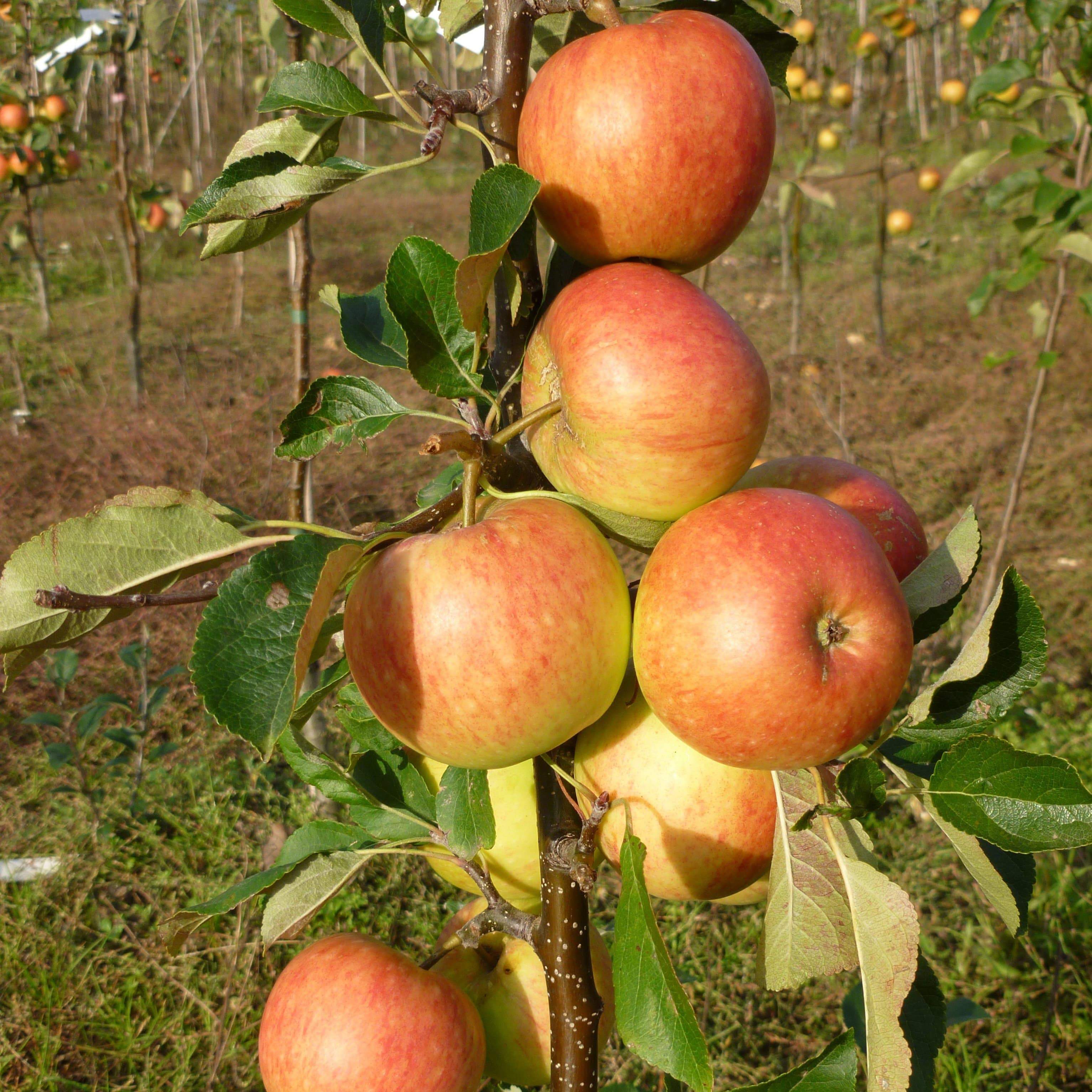 'James Grieve' Apple Tree - Image 8