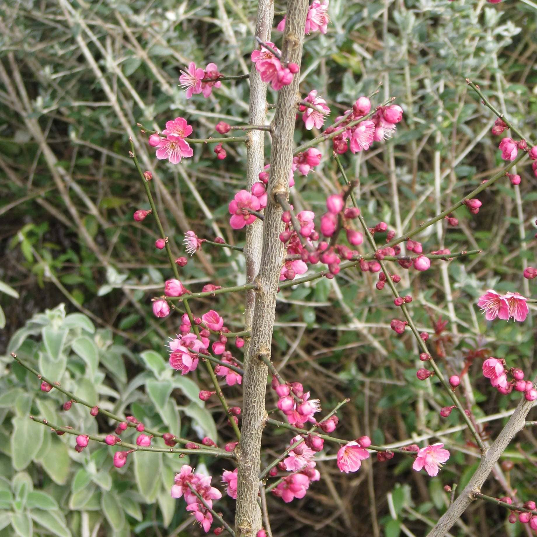 Japanese Apricot Tree | Prunus mume 'Beni-chidori'