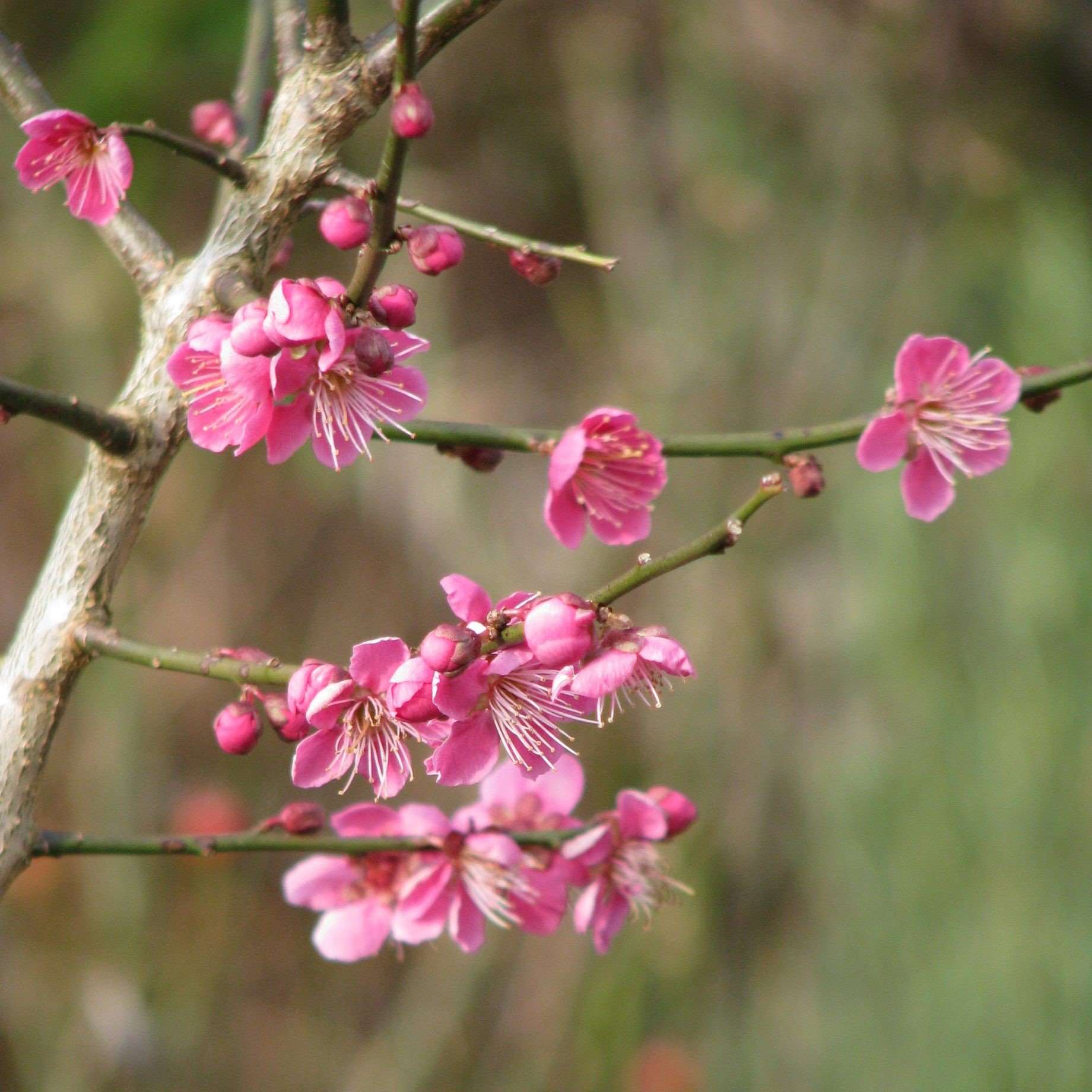 Japanese Apricot Tree | Prunus mume 'Beni-chidori' - Image 2