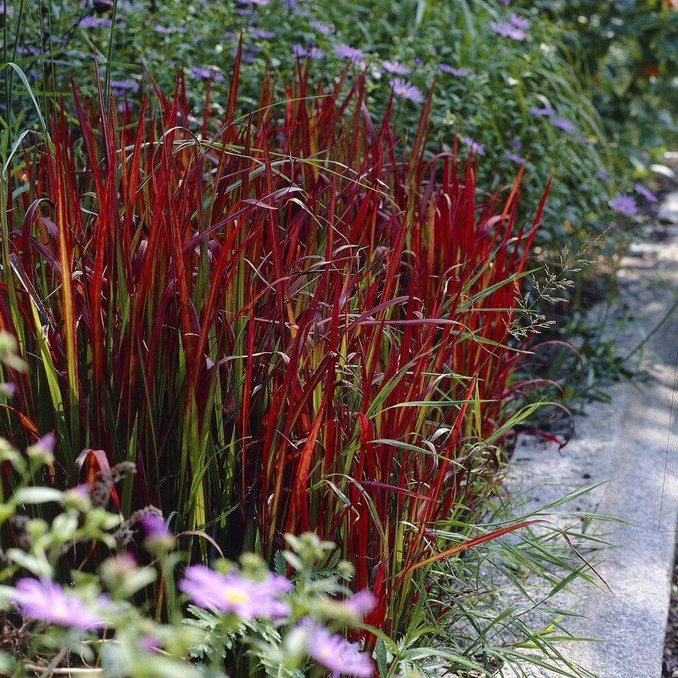 Japanese Blood Grass | Imperata cylindrica 'Red Baron'
