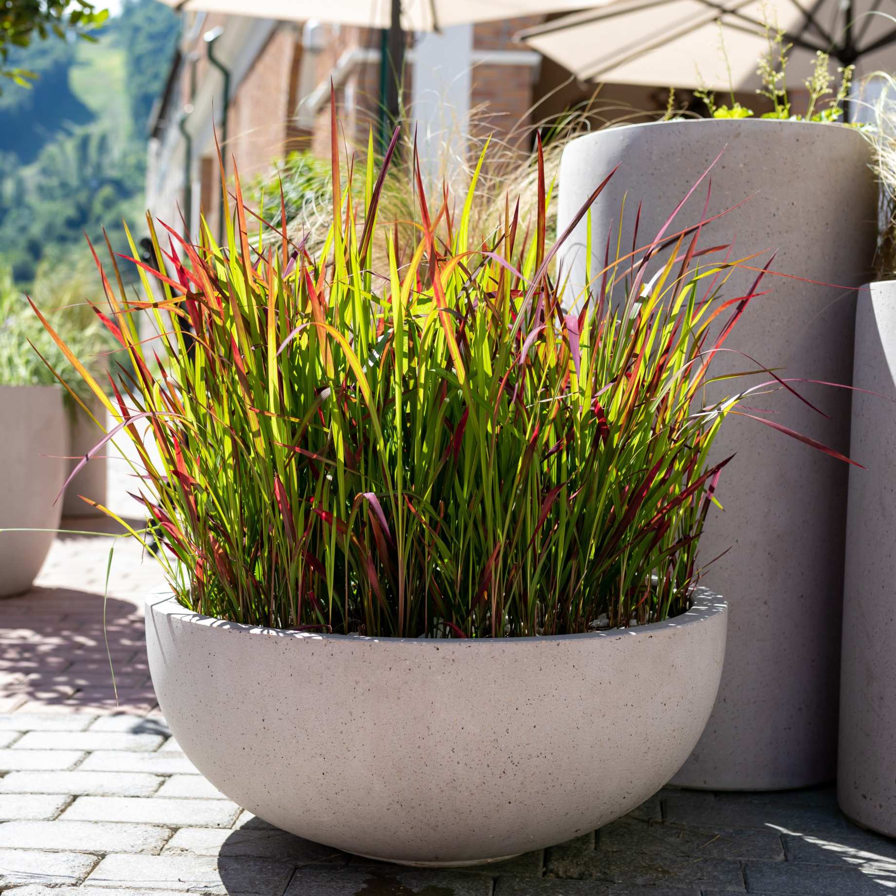Japanese Blood Grass | Imperata cylindrica 'Red Baron' - Image 2