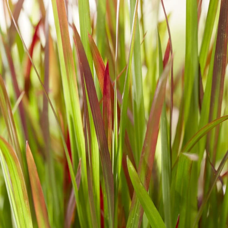 Japanese Blood Grass | Imperata cylindrica 'Red Baron' - Image 3