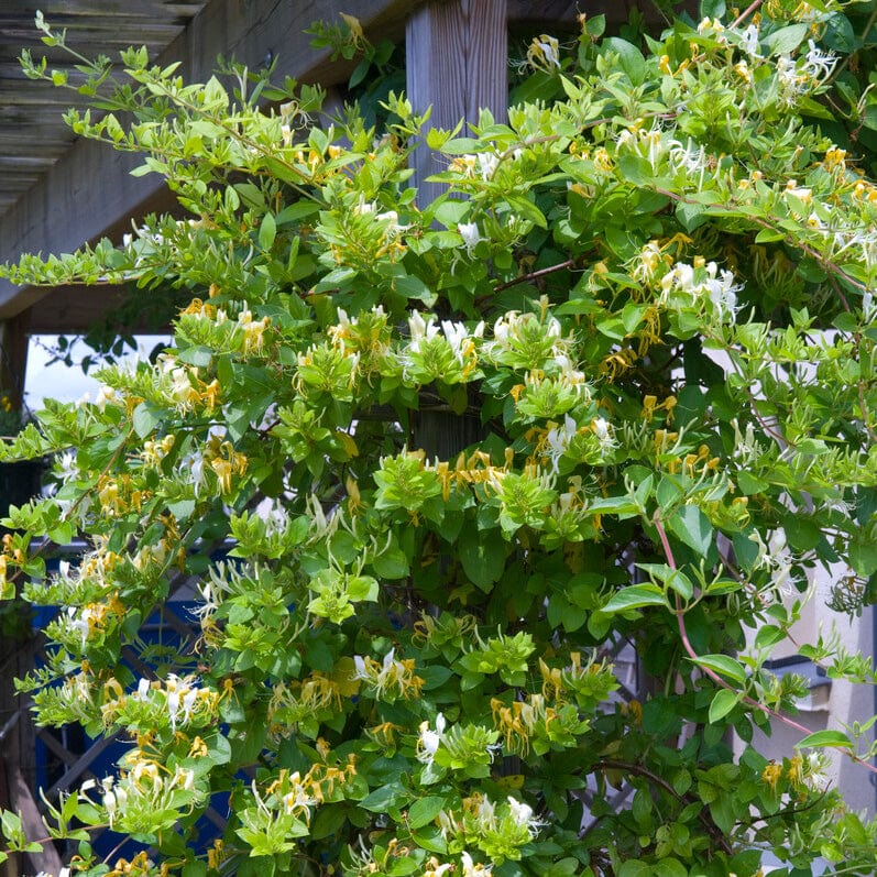 Japanese Honeysuckle | Lonicera Japonica 'Chinensis'