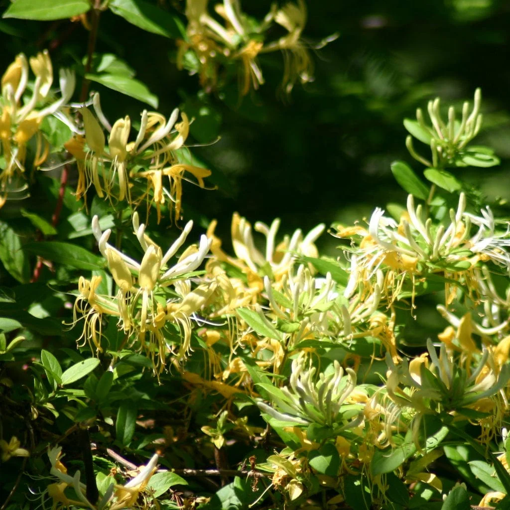 Japanese Honeysuckle | Lonicera Japonica 'Chinensis' - Image 2