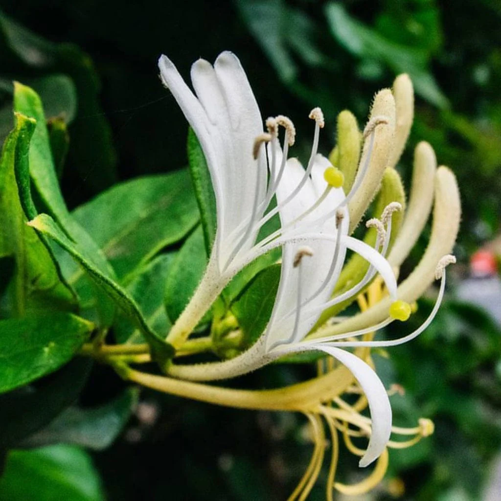 Japanese Honeysuckle | Lonicera Japonica 'Chinensis' - Image 3