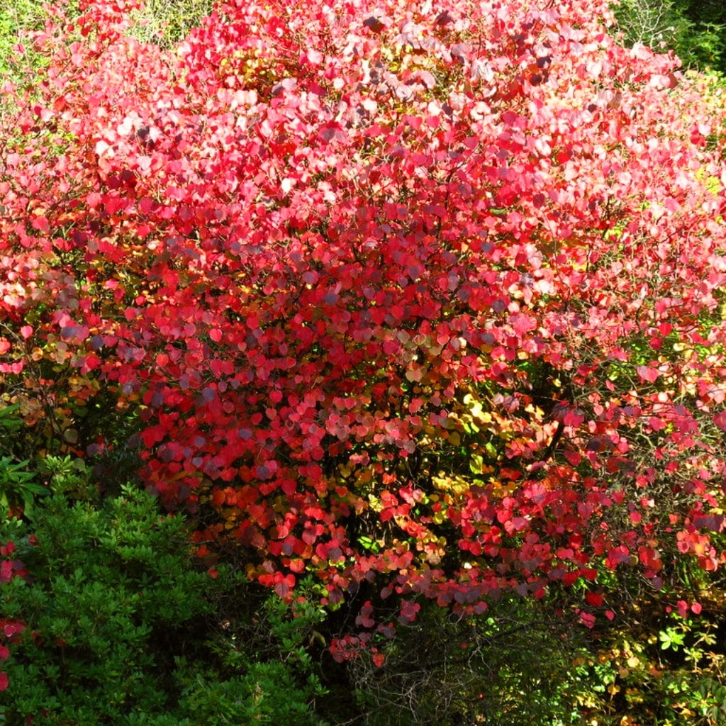 Toffee Apple Tree | Cercidiphyllum japonicum 'Katsura' - Image 6