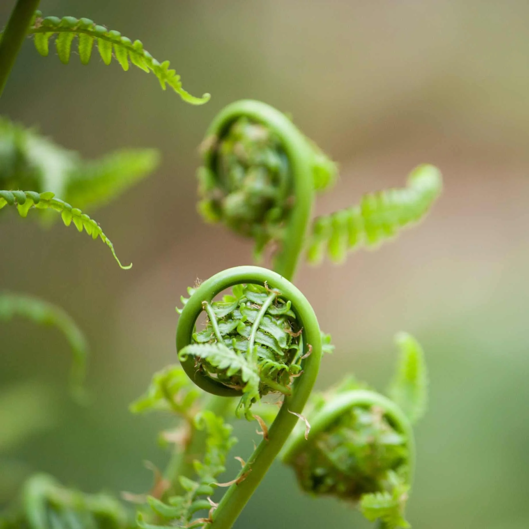 Japanese Lace Fern | Polystichum polyblepharum - Image 3