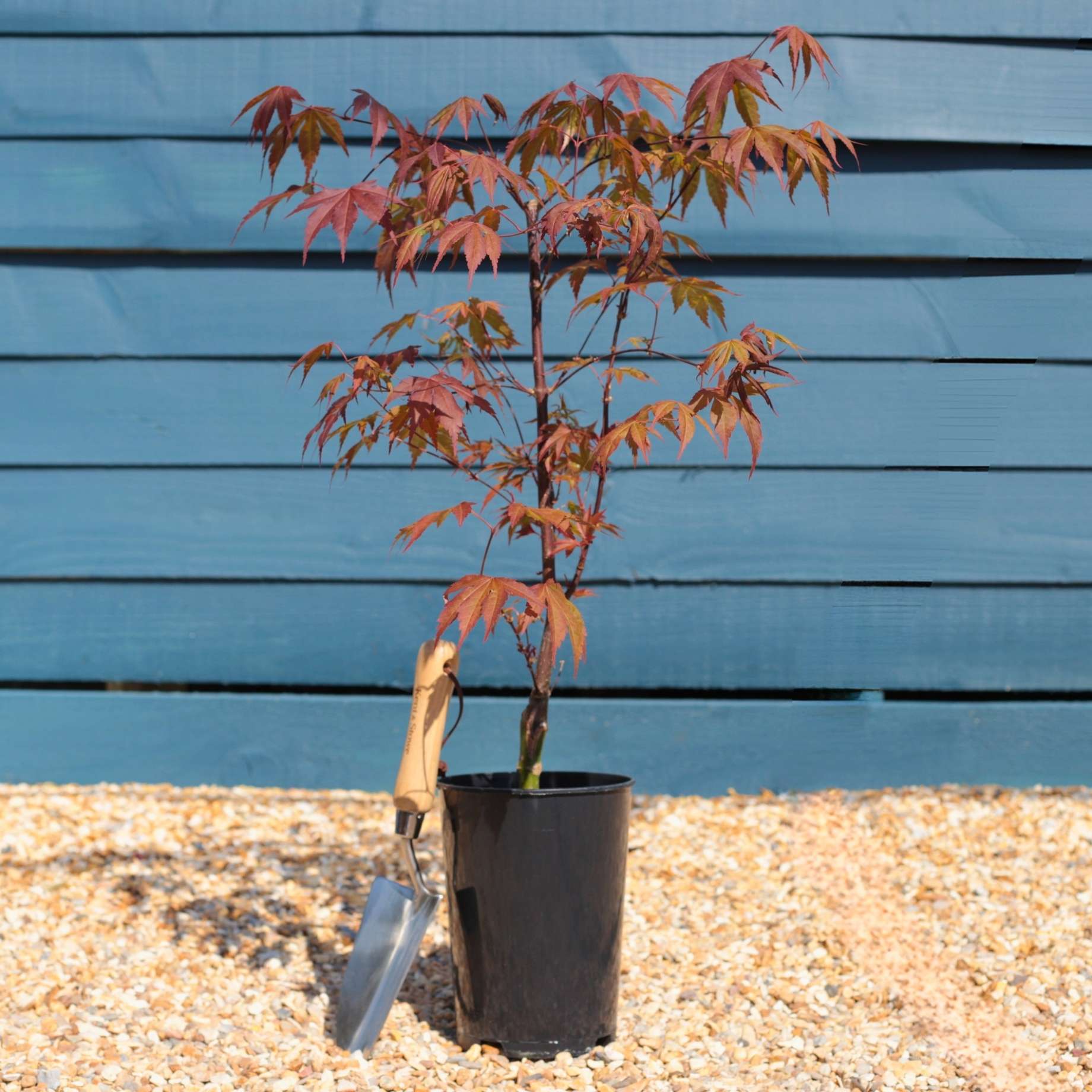 Japanese Maple Hedging | Acer palmatum - Image 2