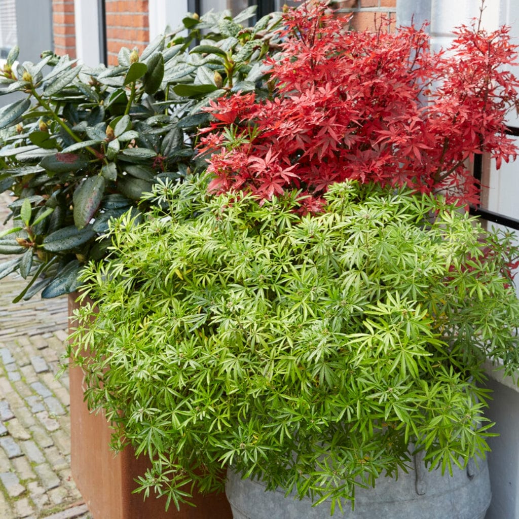 Japanese Maple Hedging | Acer palmatum - Image 5