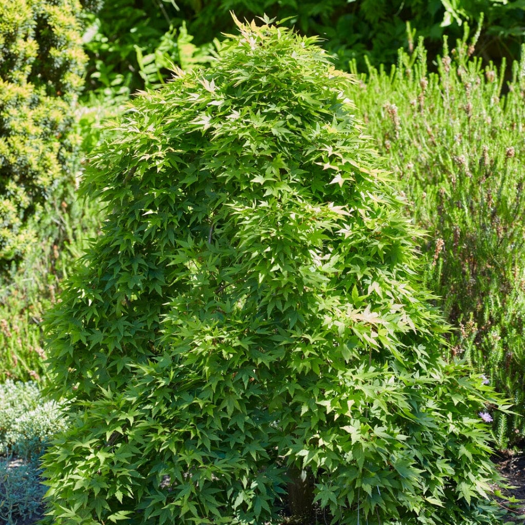 Japanese Maple Hedging | Acer palmatum - Image 6