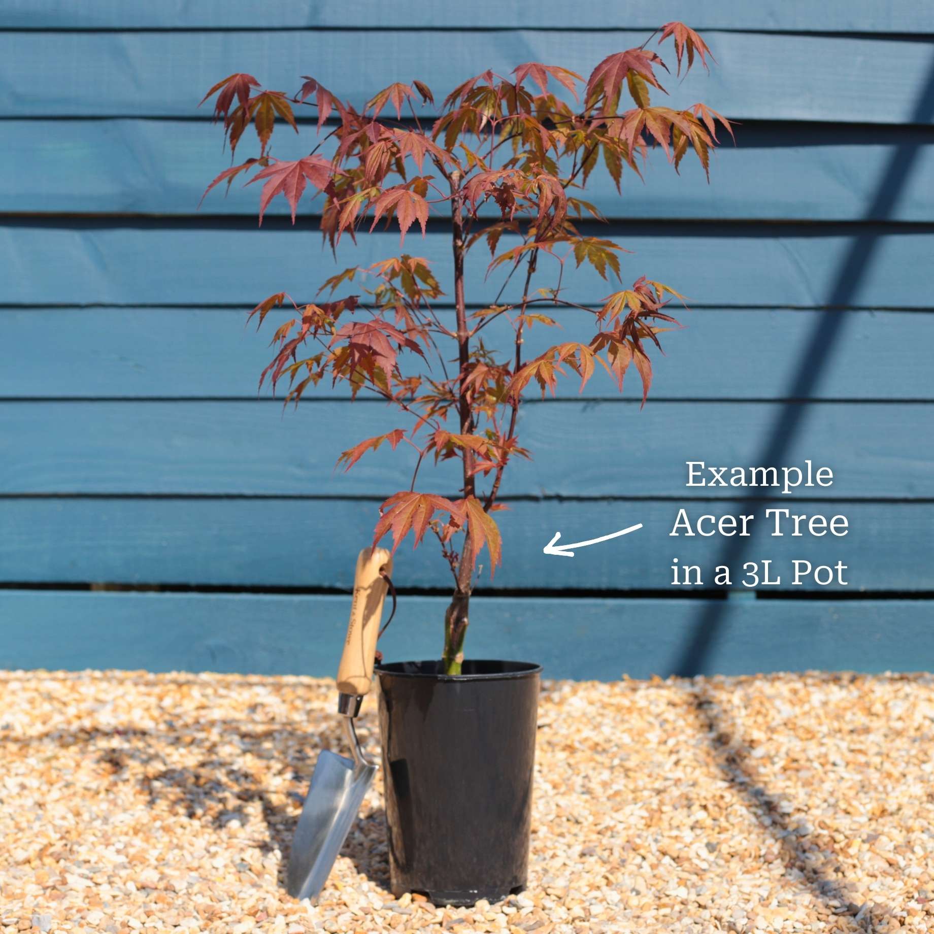 Japanese Maple Hedging | Acer palmatum - Image 7