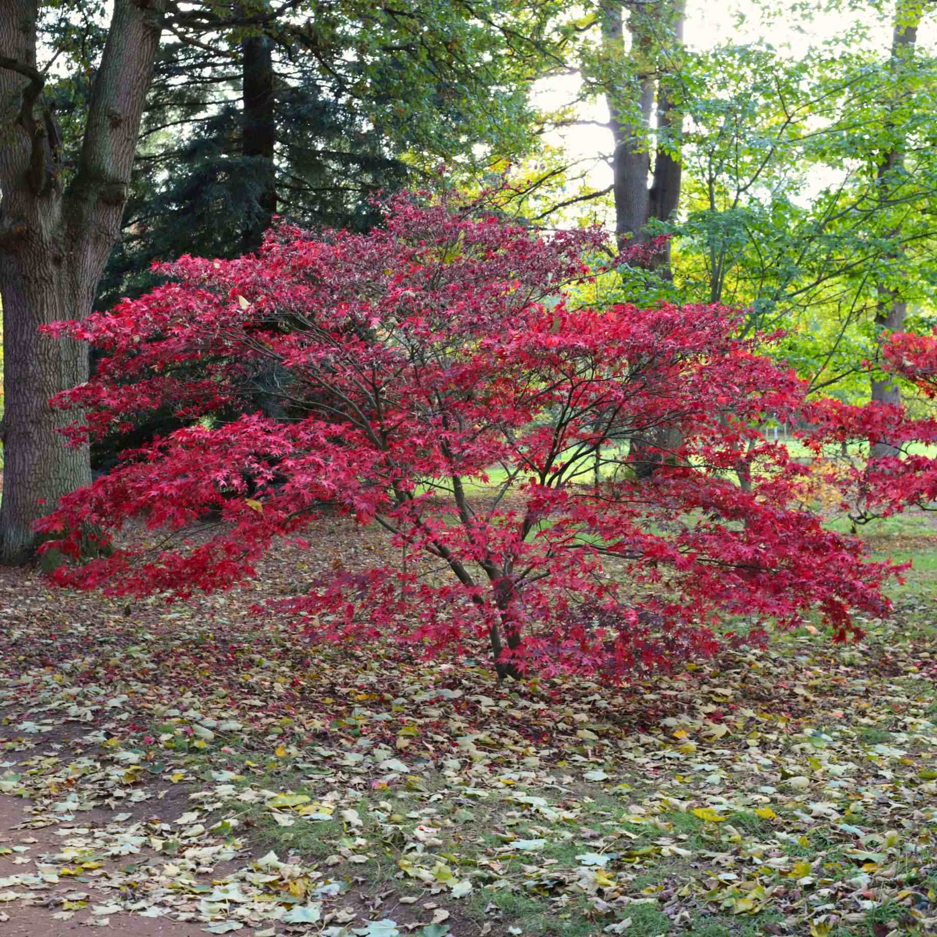 Japanese Maple Hedging | Acer palmatum - Image 8