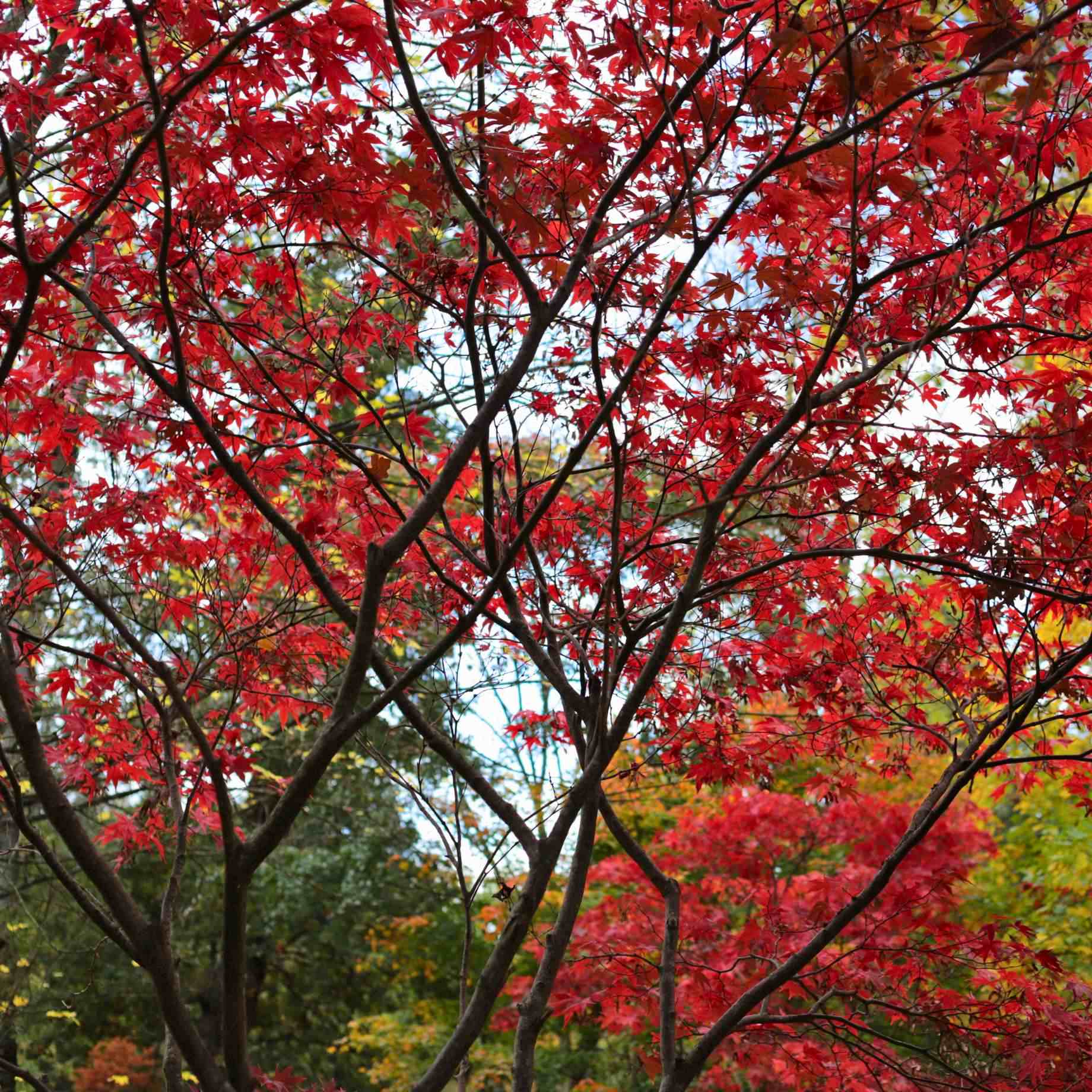 Japanese Maple Hedging | Acer palmatum - Image 9