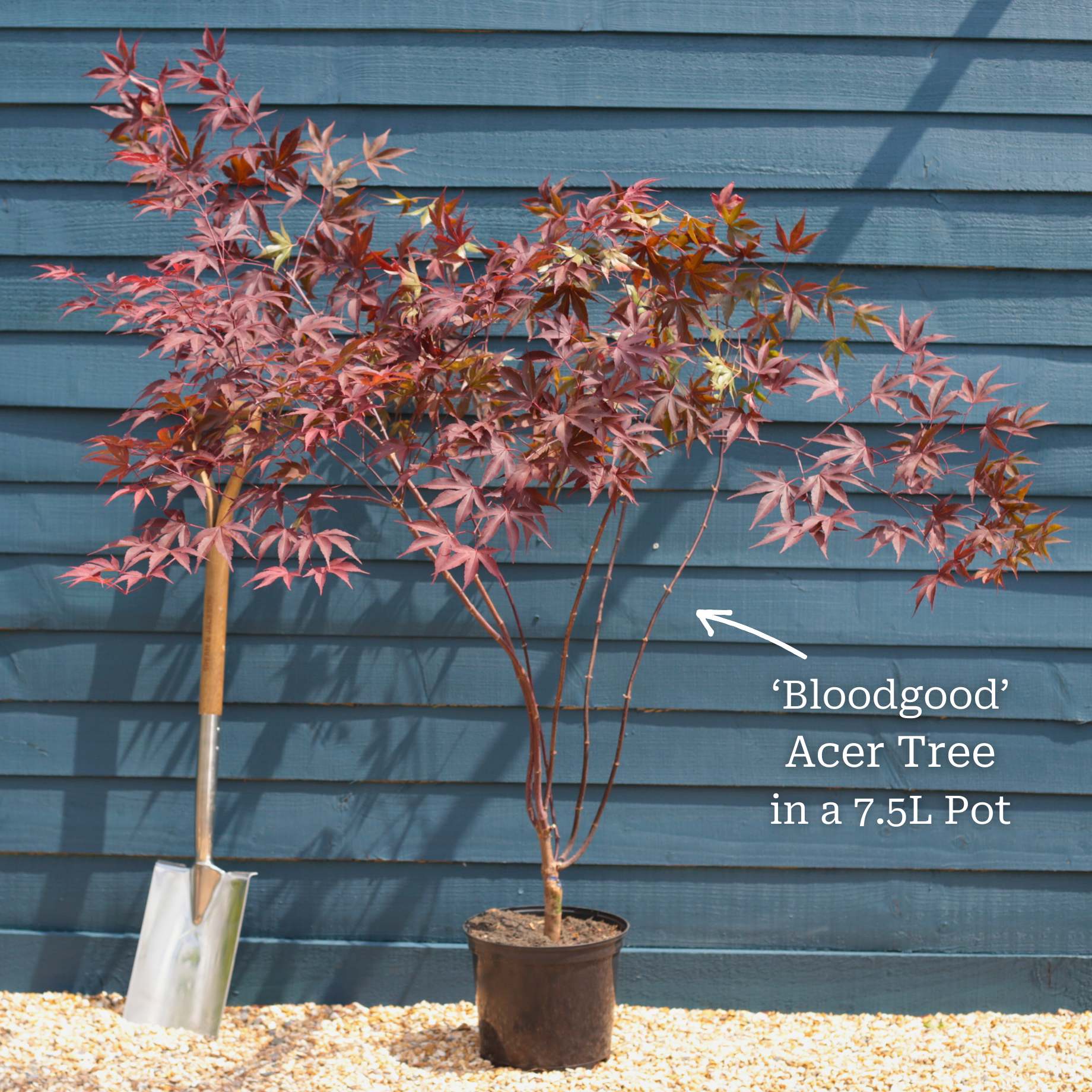 Japanese Maple Tree | Acer palmatum 'Bloodgood' - Image 2