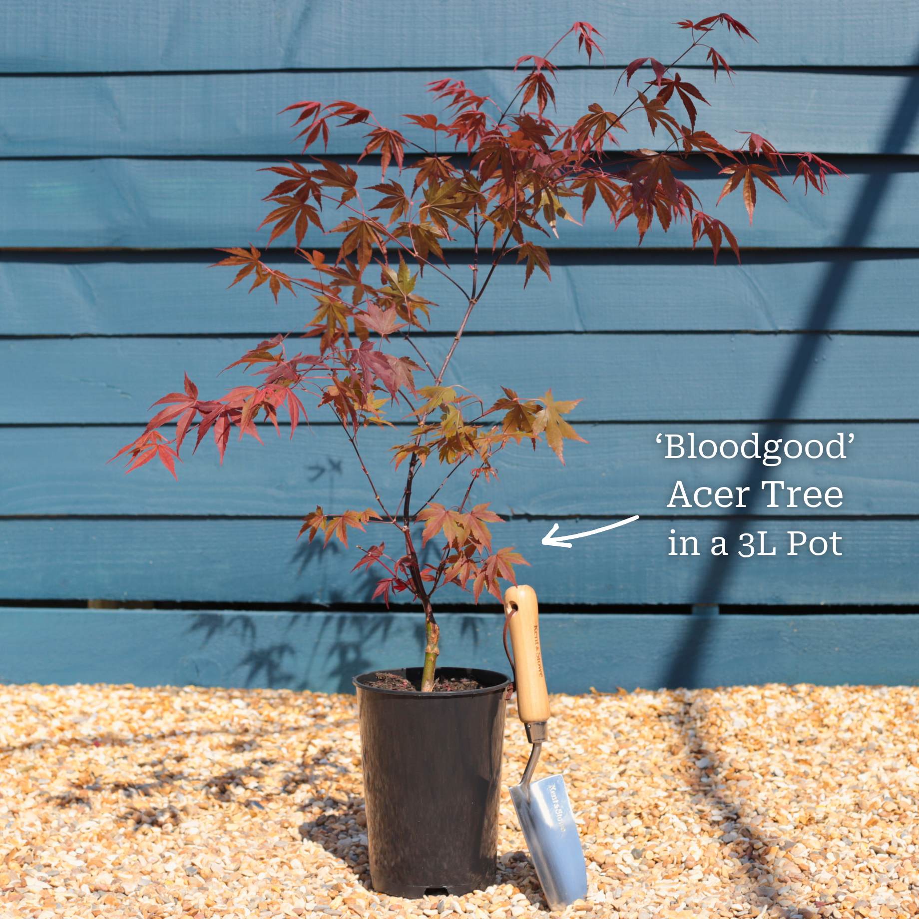 Japanese Maple Tree | Acer palmatum 'Bloodgood' - Image 3