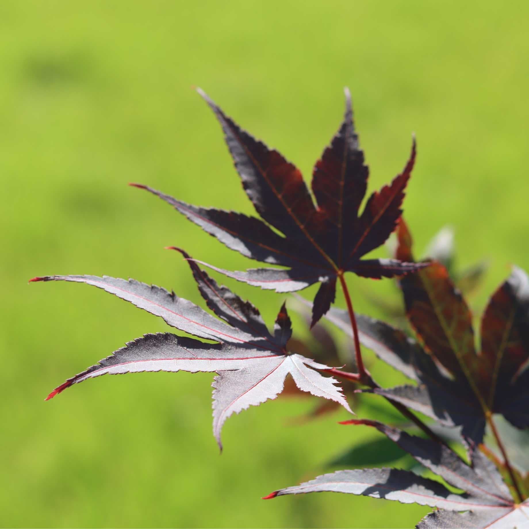 Japanese Maple Tree | Acer palmatum 'Bloodgood' - Image 4