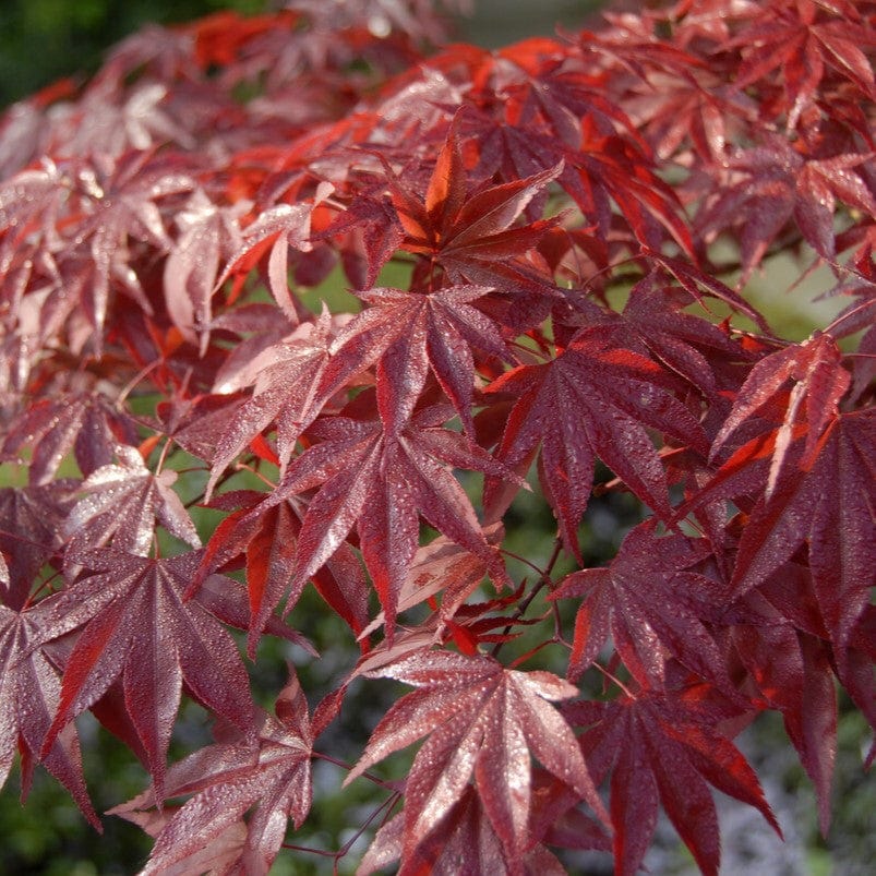 Japanese Maple Tree | Acer palmatum 'Bloodgood' - Image 5