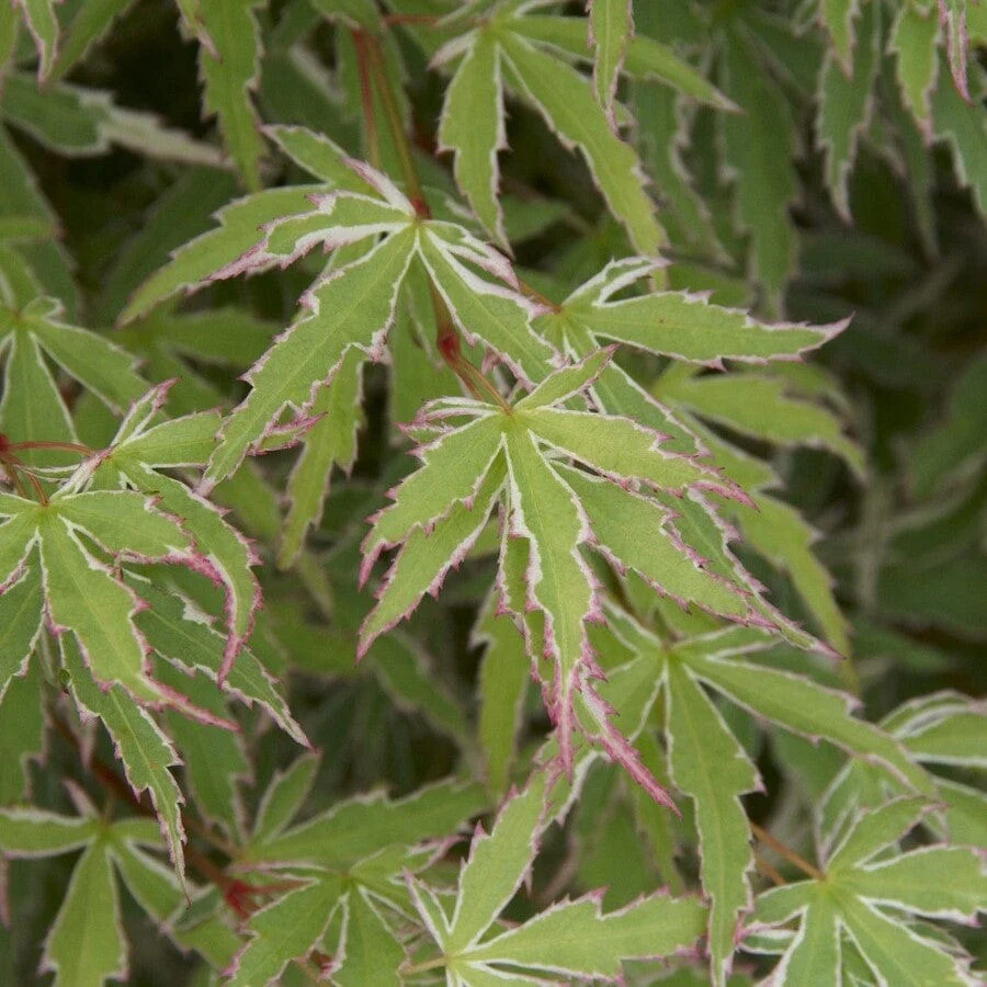 Japanese Maple Tree | Acer palmatum 'Butterfly'