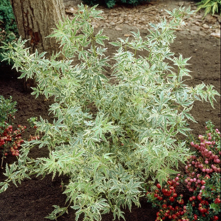 Japanese Maple Tree | Acer palmatum 'Butterfly' - Image 2
