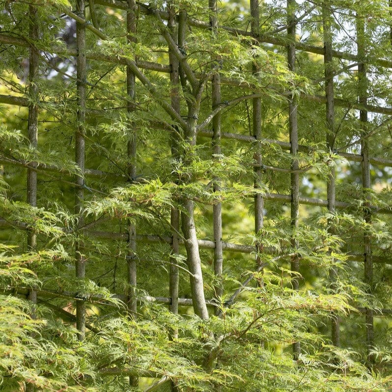Japanese Maple Tree | Acer palmatum dissectum 'Emerald Lace' - Image 3