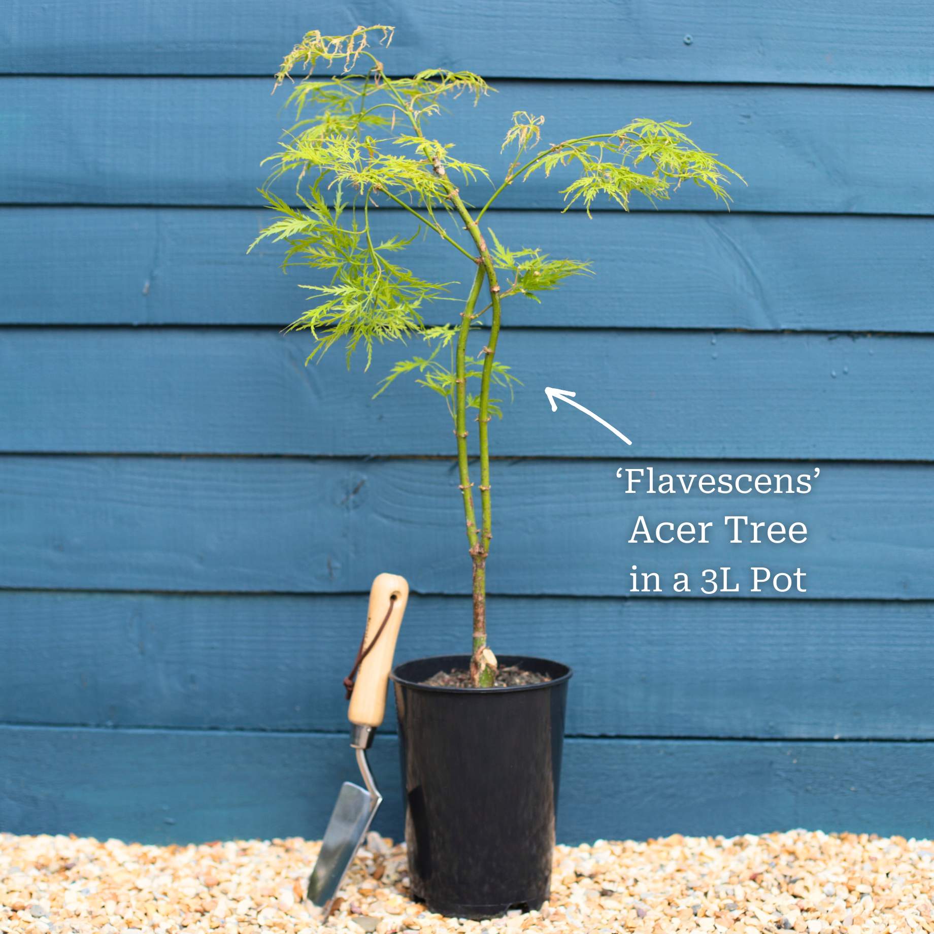 Japanese Maple Tree | Acer palmatum dissectum 'Flavescens' - Image 2