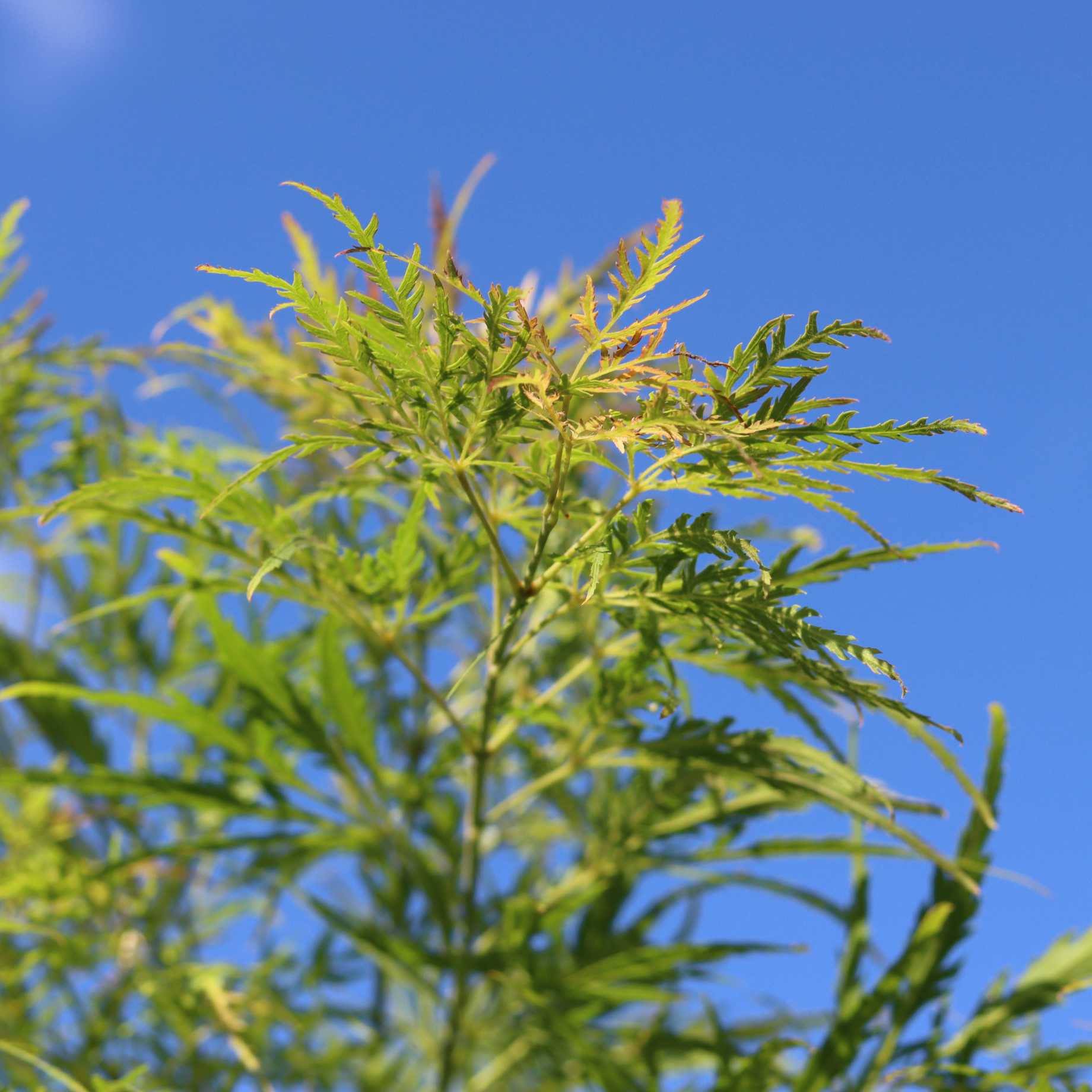Japanese Maple Tree | Acer palmatum dissectum 'Flavescens' - Image 3