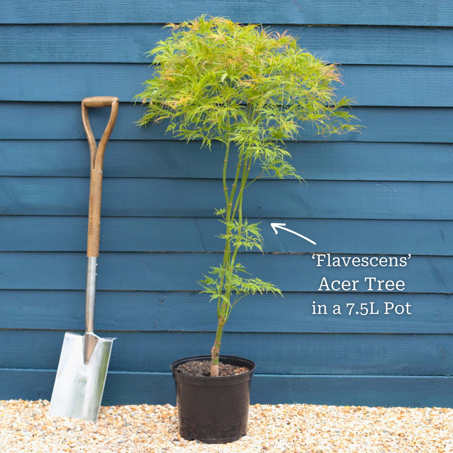 Japanese Maple Tree | Acer palmatum dissectum 'Flavescens' - Image 4
