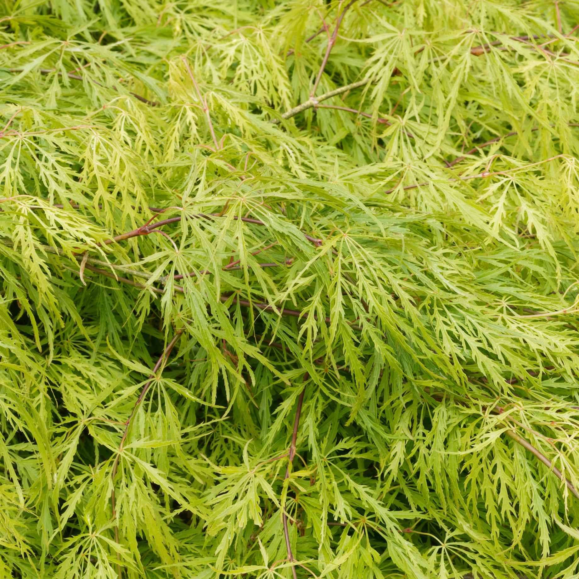 Japanese Maple Tree | Acer palmatum dissectum 'Flavescens' - Image 5
