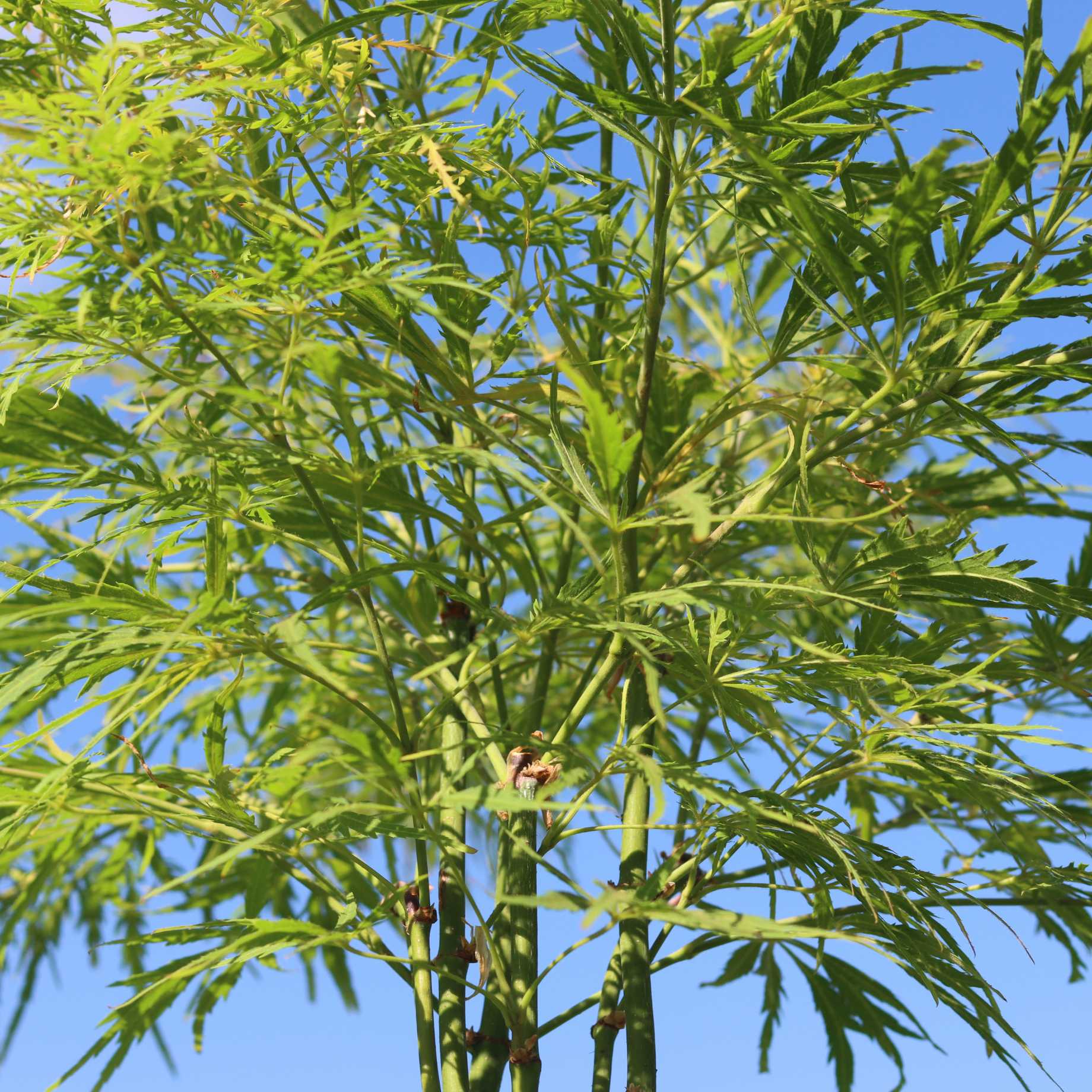 Japanese Maple Tree | Acer palmatum dissectum 'Flavescens' - Image 6