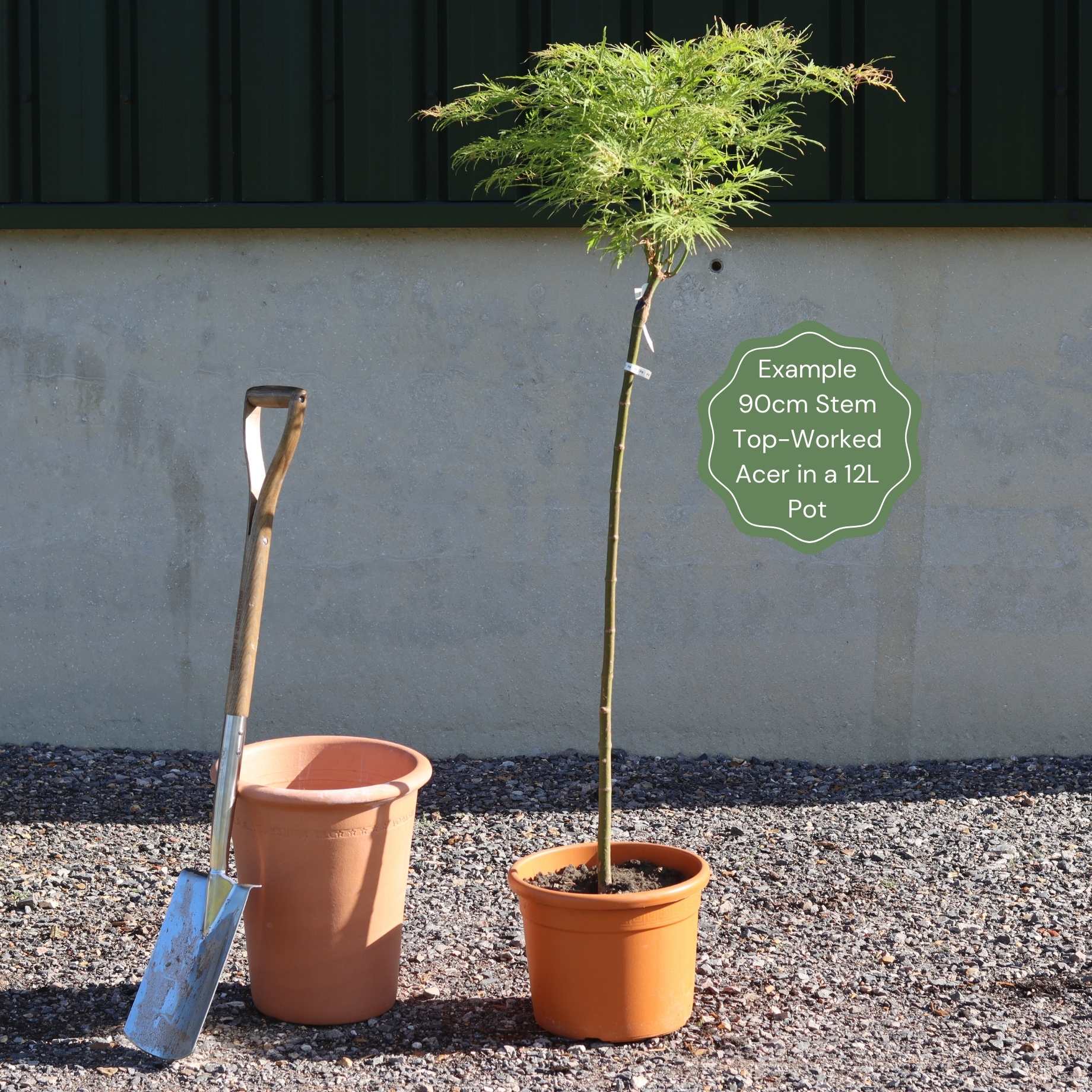 Japanese Maple Tree | Acer palmatum dissectum 'Flavescens' - Image 7