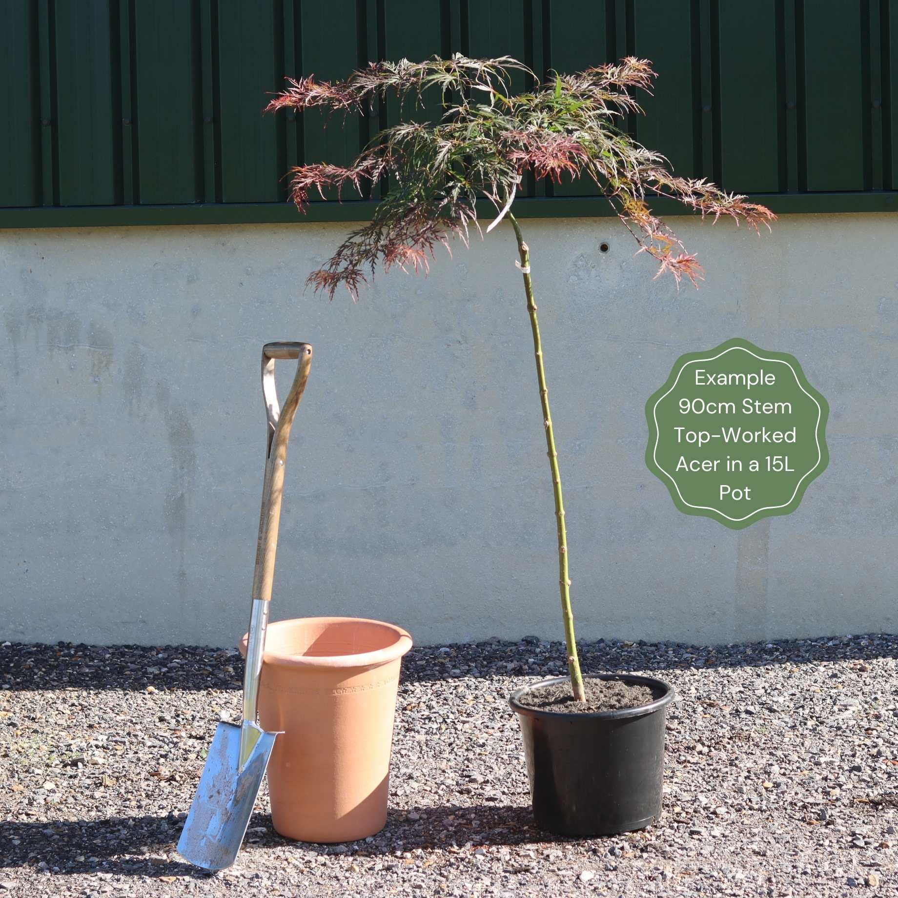 Japanese Maple Tree | Acer palmatum dissectum 'Flavescens' - Image 8