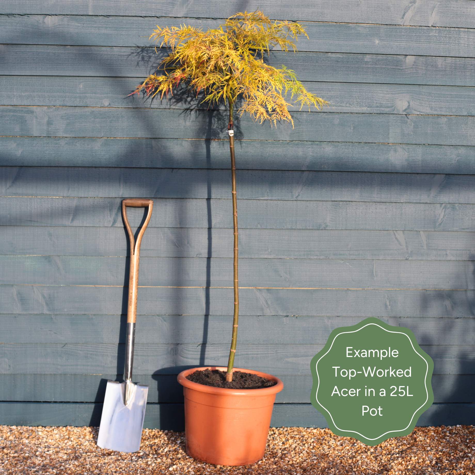 Japanese Maple Tree | Acer palmatum dissectum 'Flavescens' - Image 9