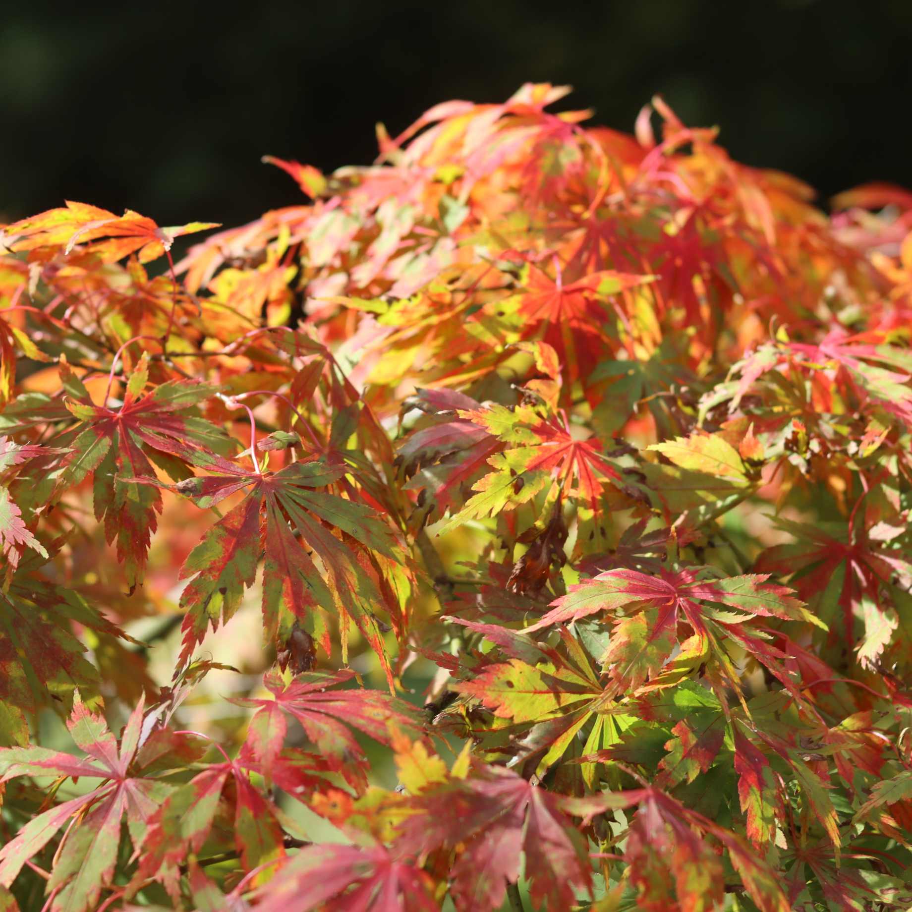 Japanese Maple Tree | Acer palmatum dissectum 'Seiryu'