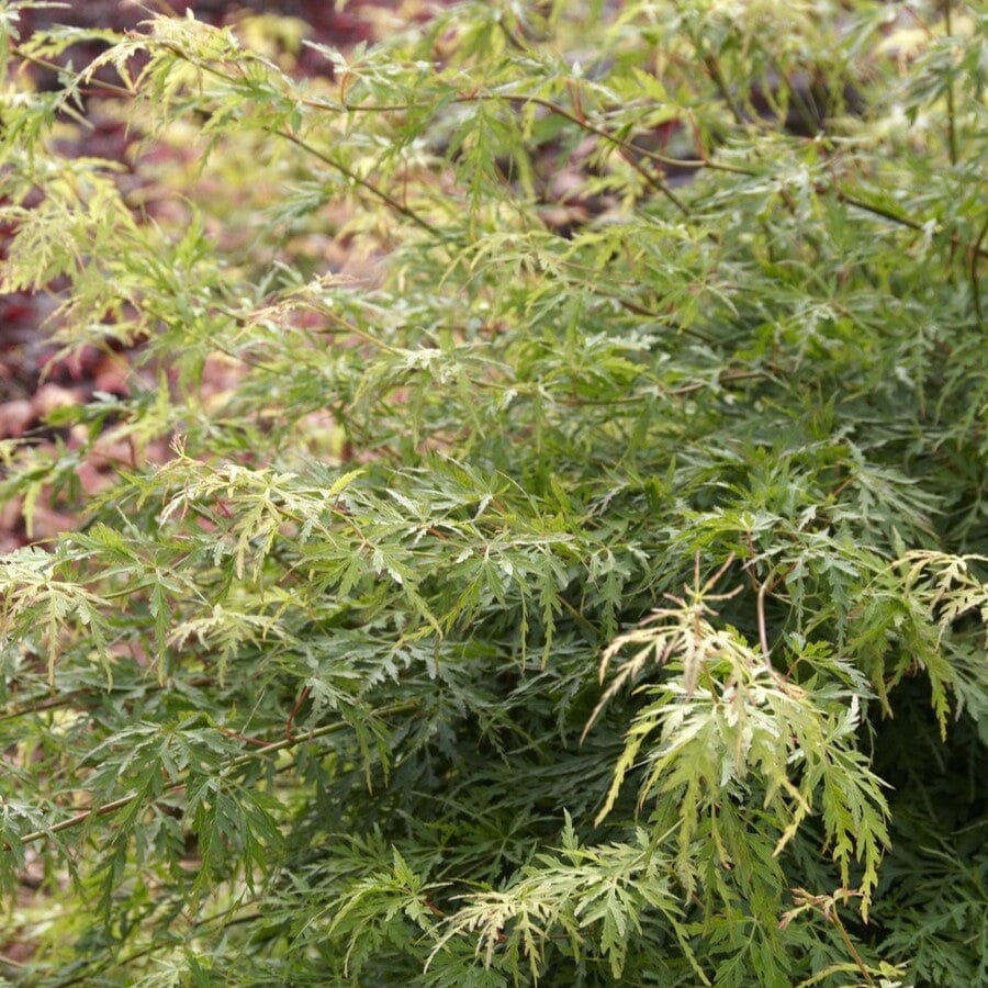 Japanese Maple Tree | Acer palmatum dissectum 'Seiryu' - Image 2