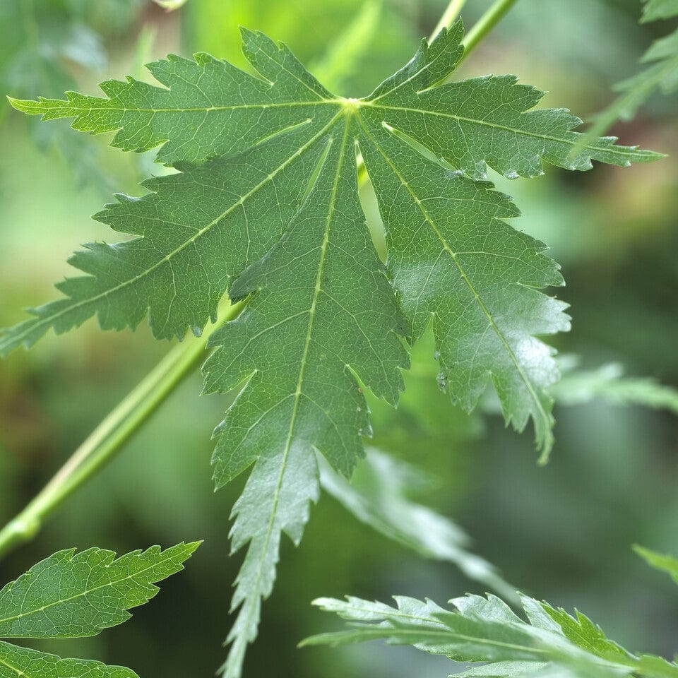 Japanese Maple Tree | Acer palmatum dissectum 'Seiryu' - Image 3