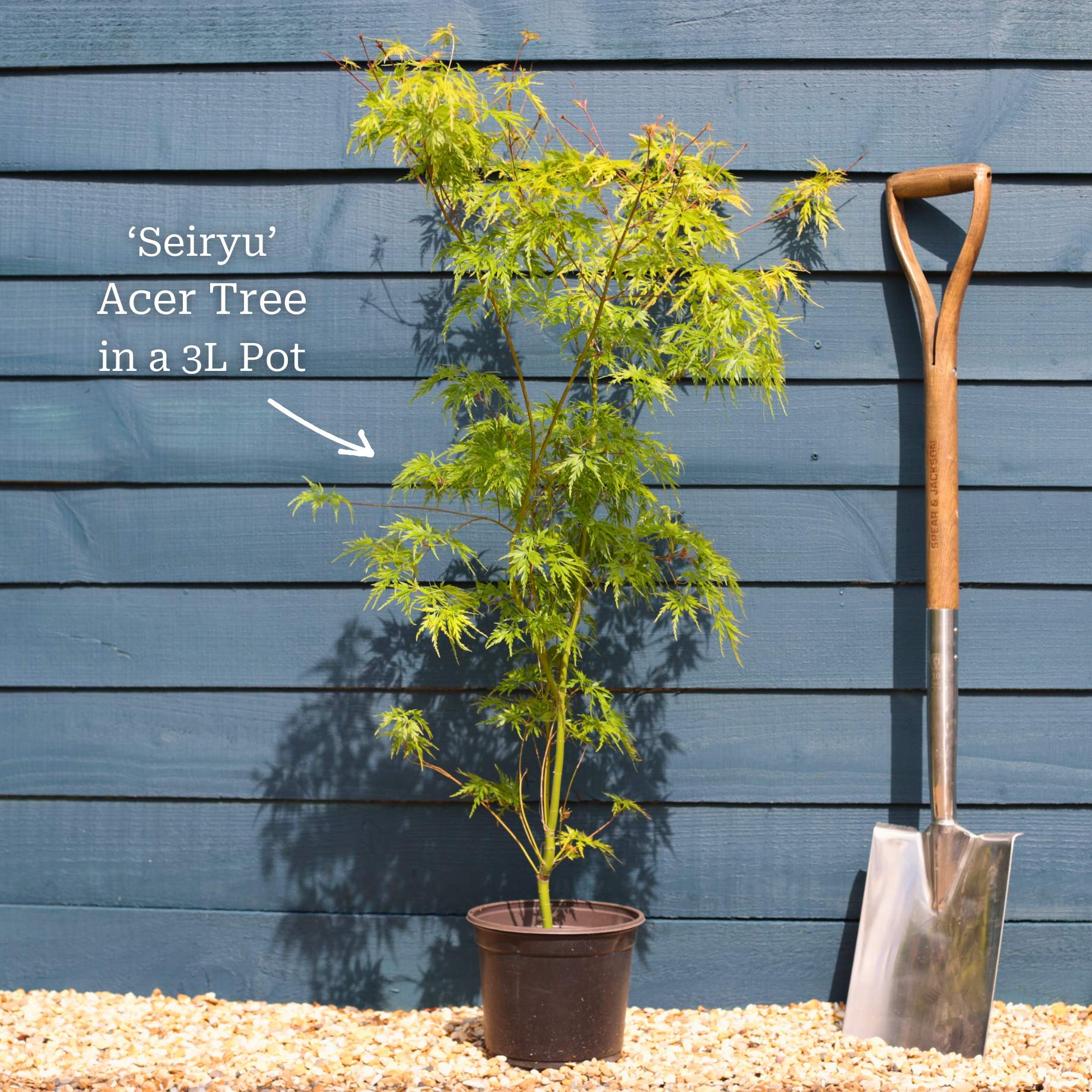 Japanese Maple Tree | Acer palmatum dissectum 'Seiryu' - Image 4