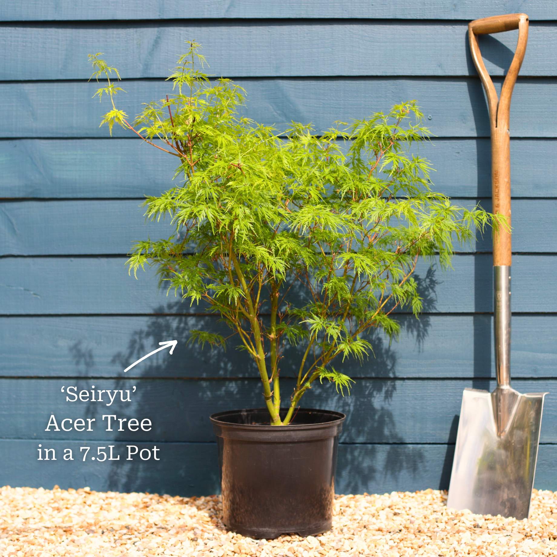Japanese Maple Tree | Acer palmatum dissectum 'Seiryu' - Image 5