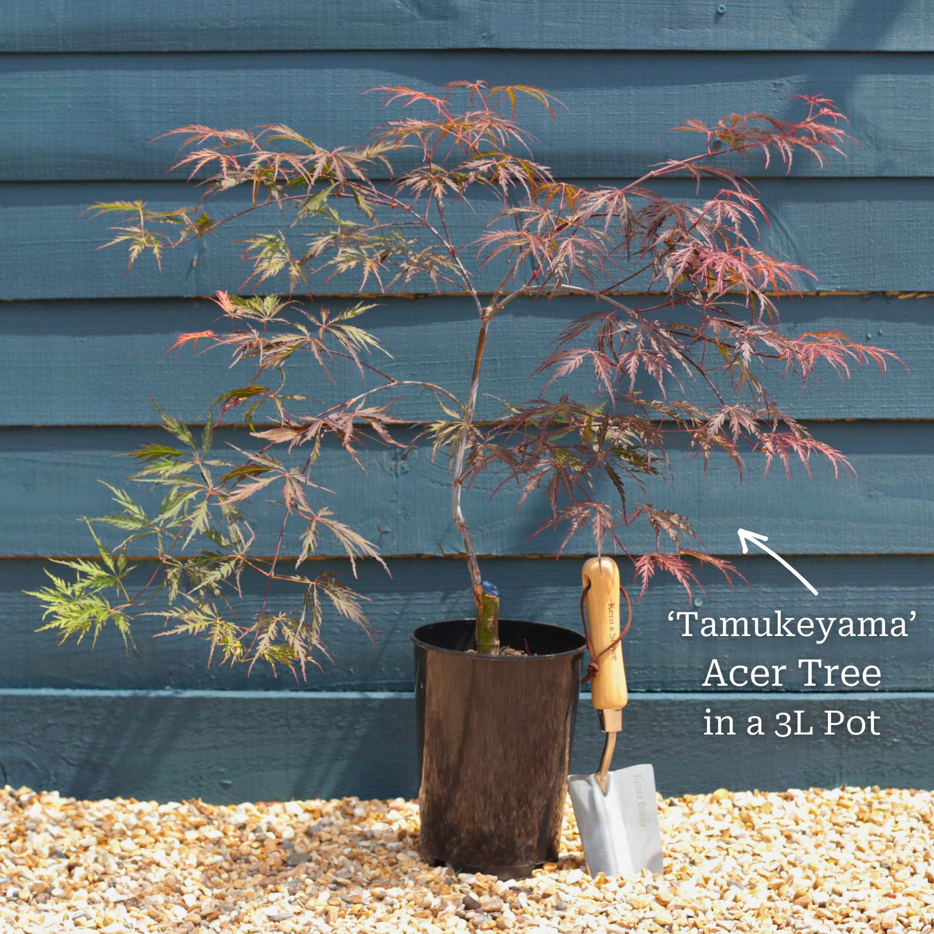 Japanese Maple Tree | Acer palmatum dissectum 'Tamukeyama' - Image 2