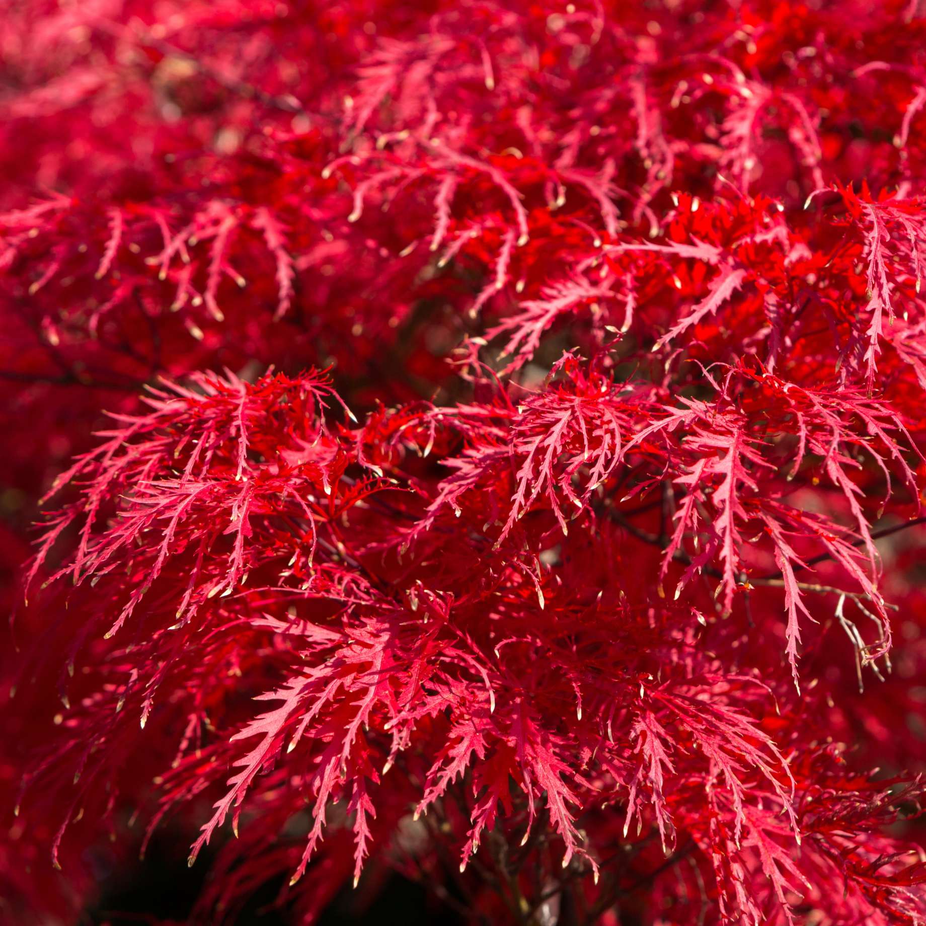 Japanese Maple Tree | Acer palmatum dissectum 'Tamukeyama' - Image 3
