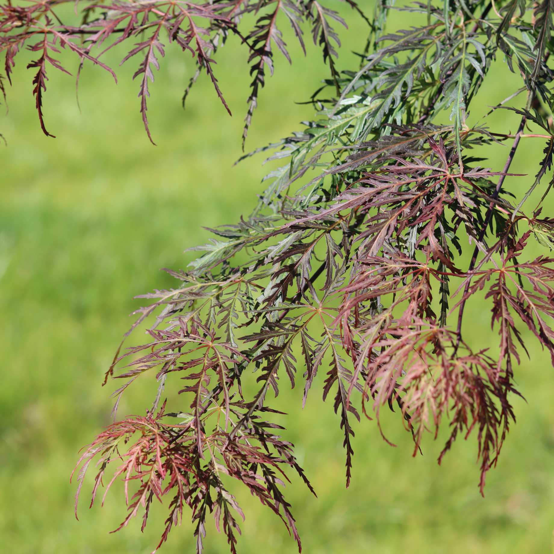 Japanese Maple Tree | Acer palmatum dissectum 'Tamukeyama' - Image 4