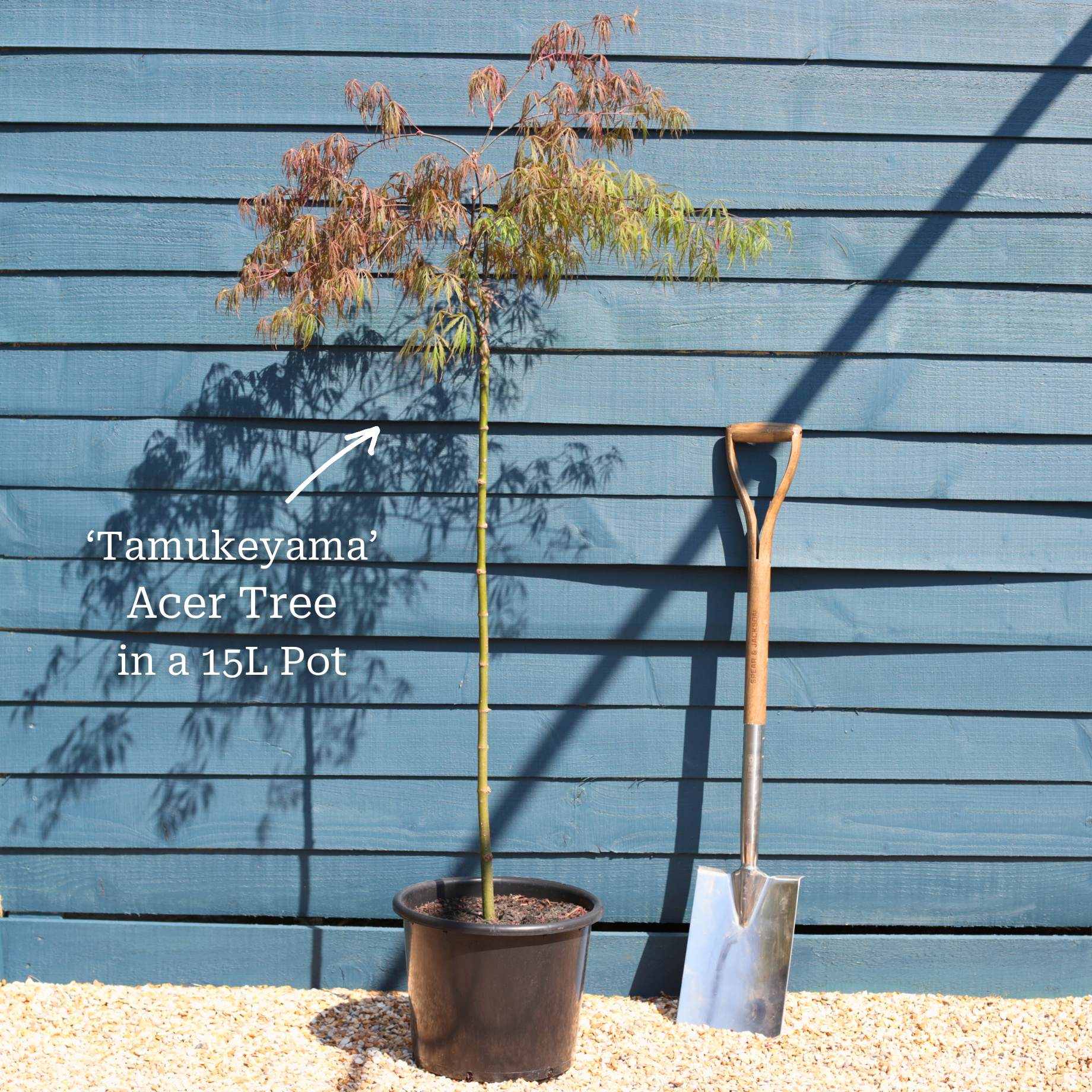 Japanese Maple Tree | Acer palmatum dissectum 'Tamukeyama' - Image 6