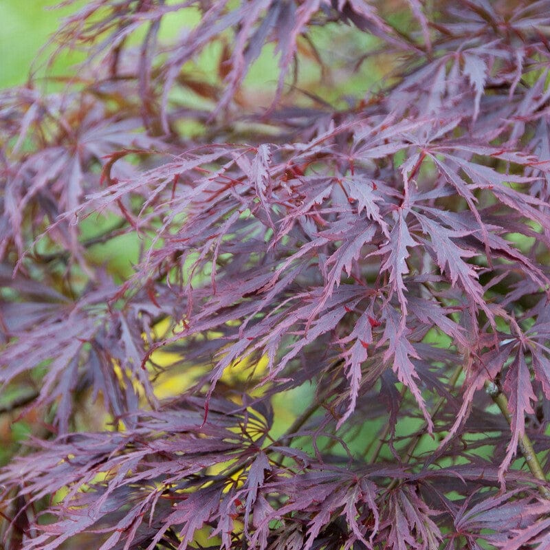 Japanese Maple Tree | Acer palmatum dissectum 'Tamukeyama' - Image 7